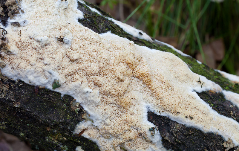 Schizopora flavipora